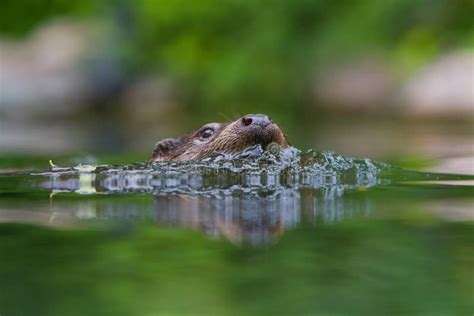 Otter Swimming In The Water Stock Image Image Of Closeup Europe