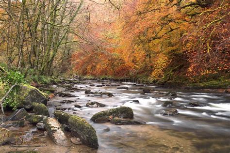 Autumn On The River Barle Somerset Uk Stock Image Image Of Beautiful