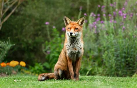 Fox Sitting Down Stock Photos Pictures And Royalty Free Images Istock