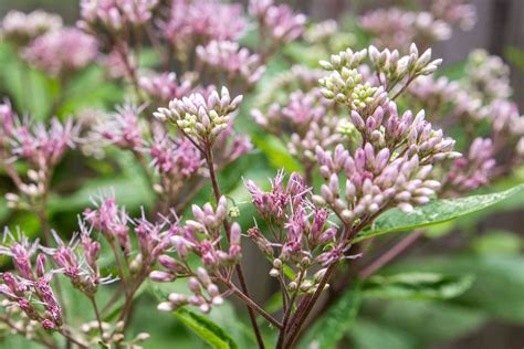 Joe Pye Weed Plant Care Growing Guide