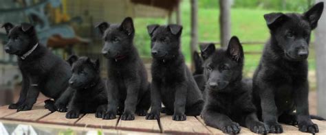 German shepherd · houston, tx. Belgium tightens regulations for dog breeders | The Bulletin