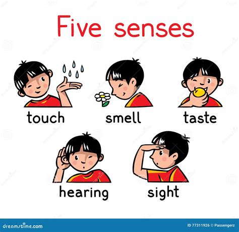 Five Senses Stock Illustrations 1017 Five Senses Stock Illustrations