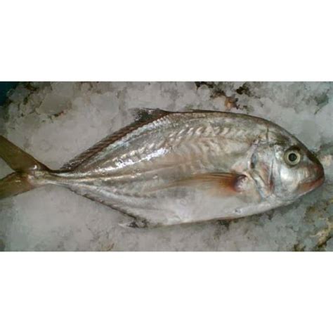 Ikan Bakar / ikan kuwe / ikan mubara / ikan trakulu / ikan kue | Shopee