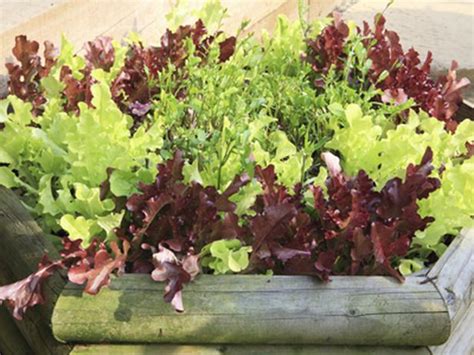 How To Grow Mesclun Salad In A Container Growing Lettuce Container