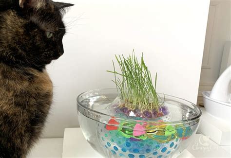 How To Make A Cat Grass Pond Using Water Beads And Robot Fish