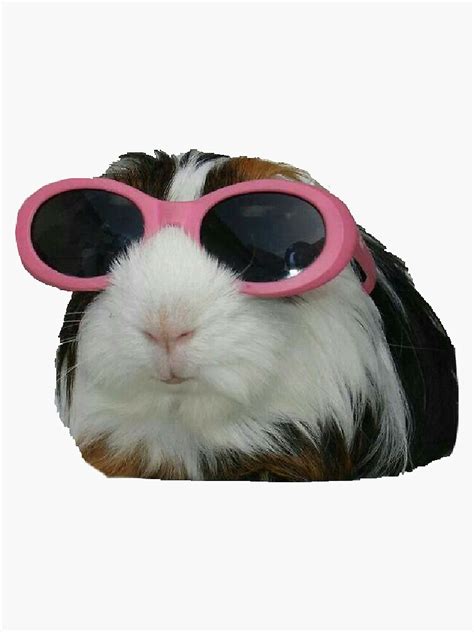 Guinea Pig In Sunglasses Sticker For Sale By Kaelat Redbubble