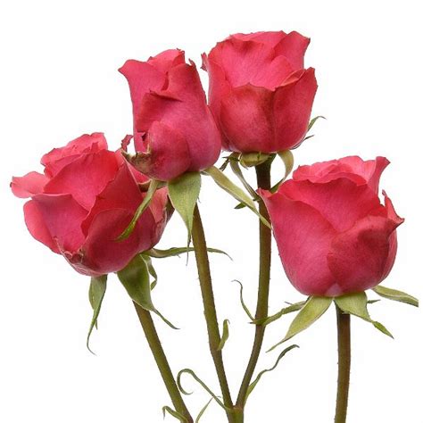 Coral Pink Spray Rose Spray Roses Diy Wedding Flowers Types Of Flowers