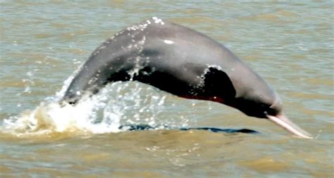 ganges river dolphin ocean treasures memorial library