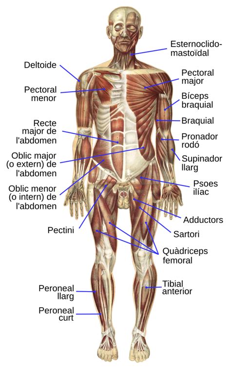 Anatomie Van Het Menselijk Lichaam Anatomie De Ontdekking Van Het My Xxx Hot Girl