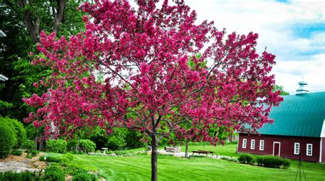 Best Shade Trees For Texas Tree Experts Dallas Texas