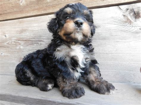 What's the price of bernedoodle puppies? View Ad: Miniature Bernedoodle Puppy for Sale near Ohio ...