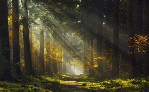 Sun Rays Morning Forest Path Mist Trees Grass Nature Landscape
