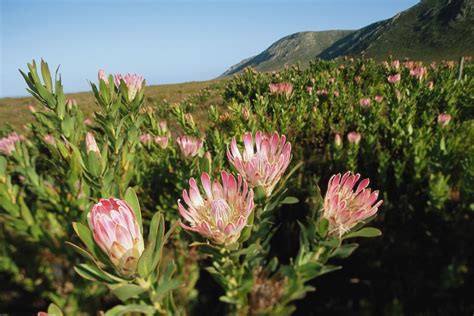 With its large flower bracts that form a crown like structure around the main flower head, it is hard to miss, and is definitely. How to grow proteas | Better Homes and Gardens