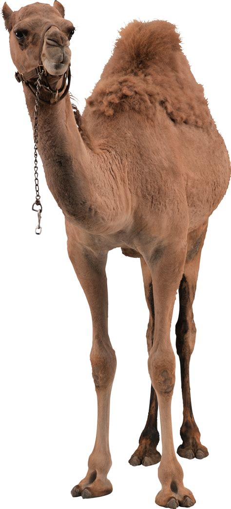 Camel Png Image Transparent Image Download Size 1283x2822px