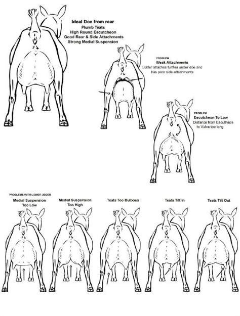 Basic Goat Care How To Get Started Breeding Goats Artofit