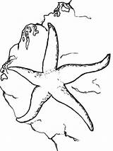 Coloring Starfish Fish Printable sketch template