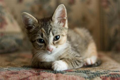 Get a $10 bonus just for signing up for swagbucks! 10 Crucial Steps to take to Save an Abandoned Newborn Kitten