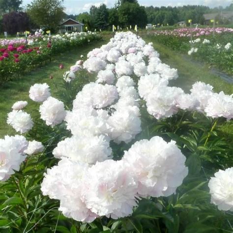 Moonstone Peony Floral Wreath Peonies Bloom