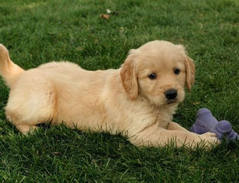 Golden Retriever Puppies For Sale | Seattle, WA #241251