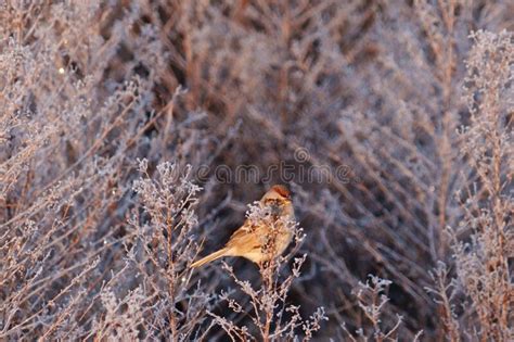 Cute Finch On Frosted Field Grass Stock Photo Image Of Fauna Grass