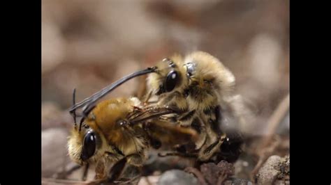 Stop Everything And Watch These Bees Get Sexy