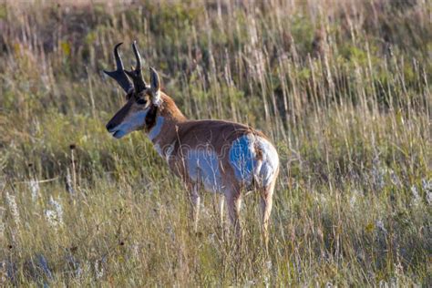 Pronghorn Antelope Fastest Animal In North America Custer State Park