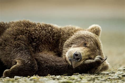 10 Interesting Facts About Bears