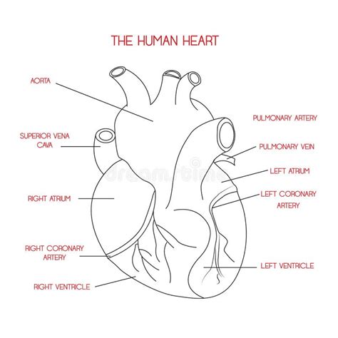 Vector Humano De La Anatomía Del Corazón Aislado En Fondo Azul Marino