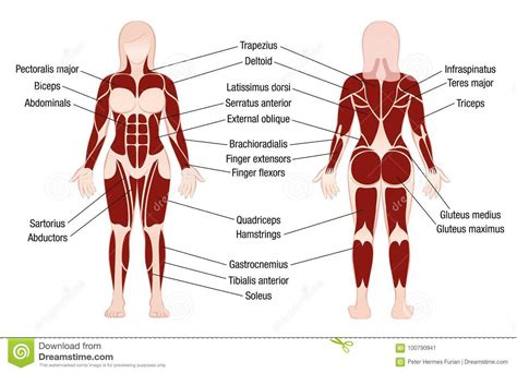 Muscles 4 human body muscles labeled muscle anatomy the. Muscles Chart Description Muscular Body Woman Stock Vector ...