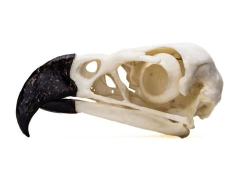 Harpy Eagle Skull Replica