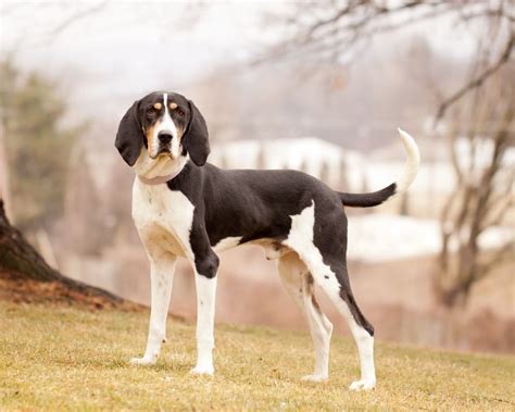 Treeing Walker Coonhound Full Profile History And Care