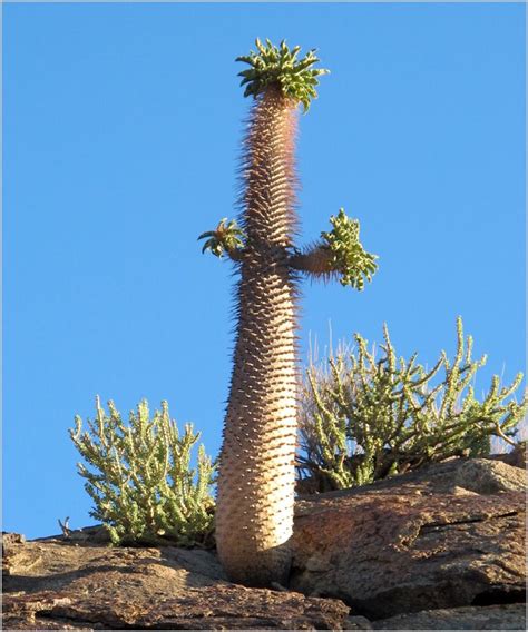 Opuntia ellisiana prickly pear cactus. halfmens tree, south africa | Unique trees, Trees to plant ...