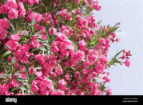 Close Up Pink Oleander Flowers With Green Leaves Stock Photo Alamy