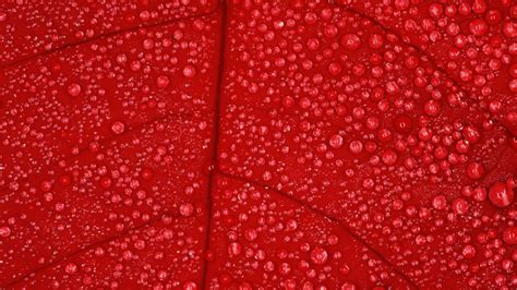Moisture On A Red Leaf Background Wallpapers And Images Wallpapers