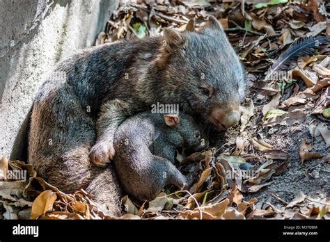 Female Wombat With Her Baby Joey Queensland Australia Stock Photo Alamy