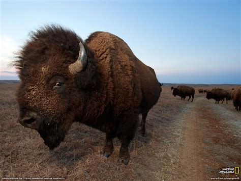 Hintergrundbilder Tiere Himmel Tierwelt Bison Büffel Tundra