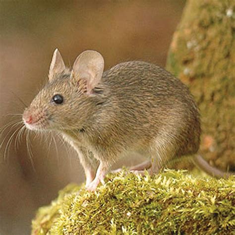 Rodent Pests Barrettine Environmental Health