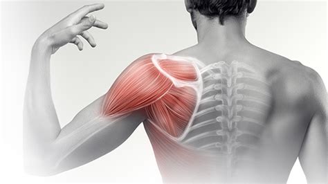 Shoulder Pain Physio Melbourne Centre For Athletic Performance