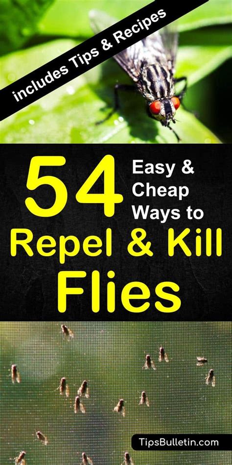 Maybe you would like to learn more about one of these? How to Keep Flies Away - 54 Easy and Cheap Ways to Repel ...