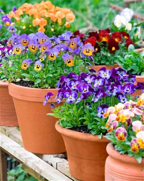17 Best Images About Potted Pansy Passion On Pinterest Container