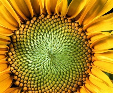 The Center Of Math Blog The Fibonacci Sequence And Golden Ratio In Nature