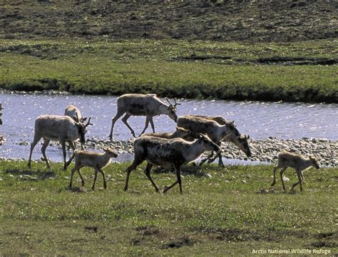 New Wilderness Act Can Safeguard Arctic Habitat The National Wildlife