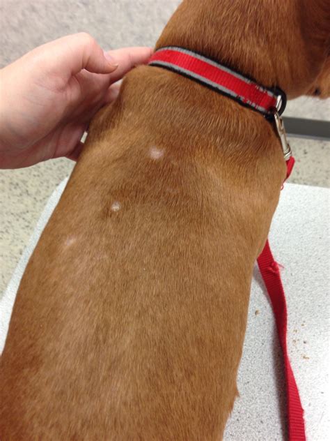 White Dry Spots On Dogs Skin