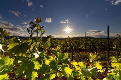 19 Best Wineries In Northern Virginia Virginia Vacation Guide