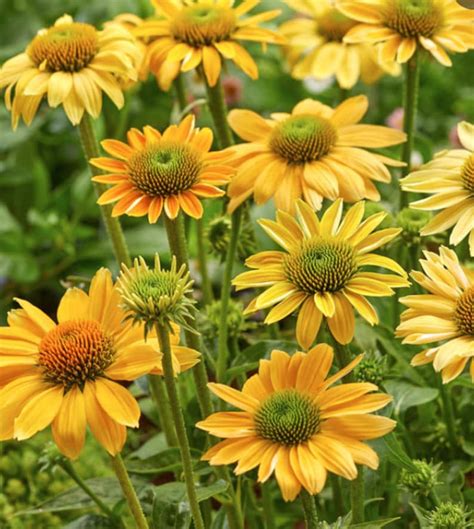 3 Mellow Yellow Echinacea Coneflowers Super Healthy Ready To Etsy