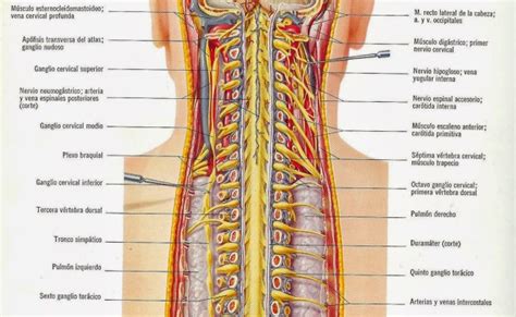 Qubit7 Aikacode Ilustraciones De La Anatomia De Varios Organos Y