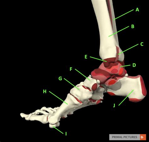 Label Foot And Ankle Diagram Quizlet