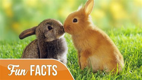 10 Fun Facts About Rabbits Youtube