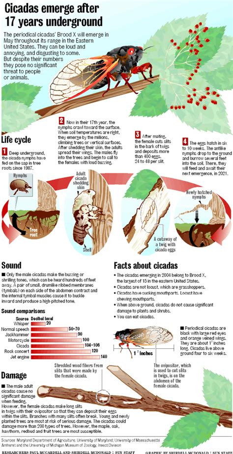 Top 5 Coolest Facts About Cicadas A Free Printable Artofit