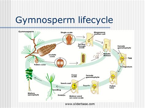 Flower Life Cycle Diagram